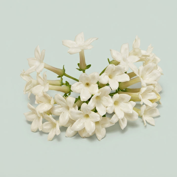 Stephanotis - Dark Red