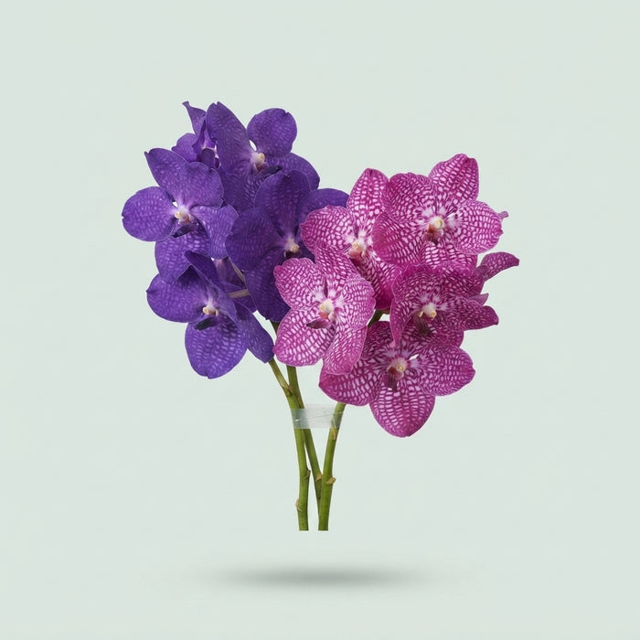Vanda - Vanda - Overig
