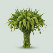 Setaria - Setaria italica - Volle Melk