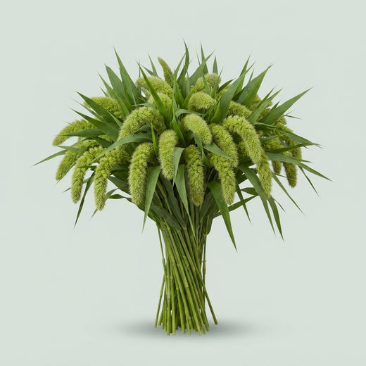 Setaria - Setaria italica - Volle Melk