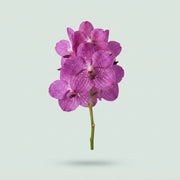 Vanda Orchid - Vanda - Hot Fuchsia