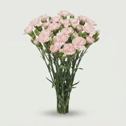 Spray Carnation - Dianthus - Barlia