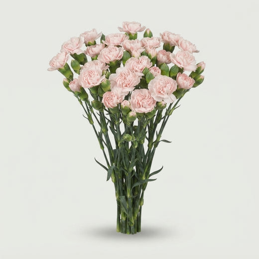 Spray Carnation - Dianthus - Barlia