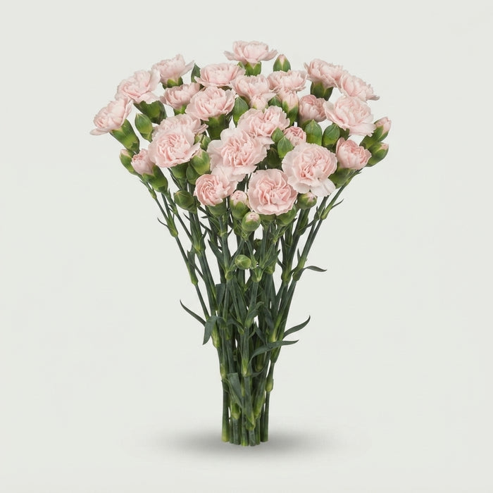 Spray Carnation - Dianthus - Barlia