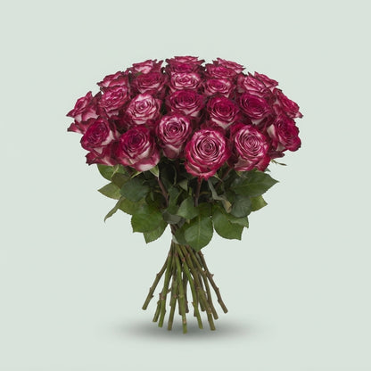 Rose - Rosa - Ripasso