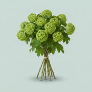 Viburnum - Viburnum - Roseum
