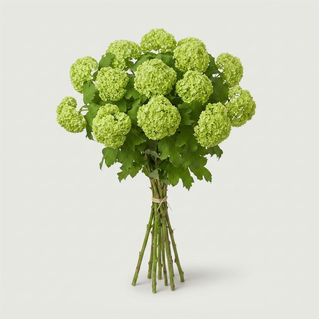 Viburnum - Viburnum - Roseum