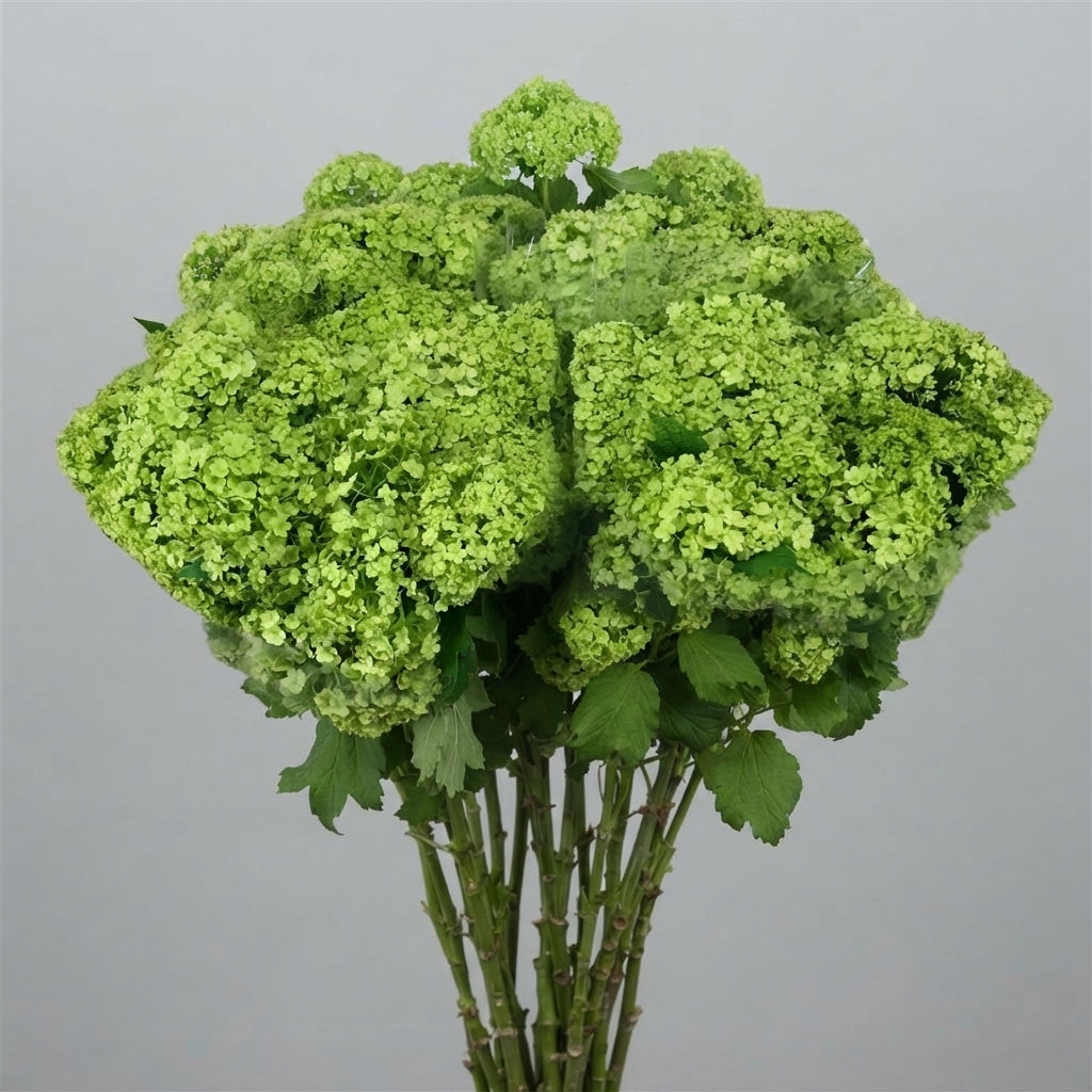 FeedSync:wholesale:9e6845b4515ae770afb22ed784800c6b3211dc9e
