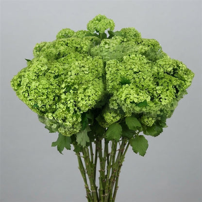 FeedSync:wholesale:9e6845b4515ae770afb22ed784800c6b3211dc9e