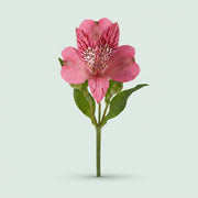 Alstroemeria - Alstroemeria - Tesbikini