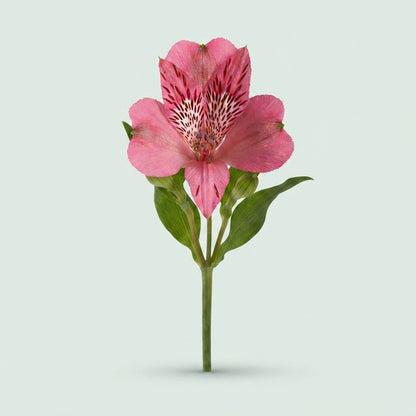 Alstroemeria - Alstroemeria - Tesbikini