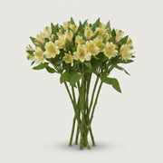 Alstroemeria - Alstroemeria - Fashionista Couture