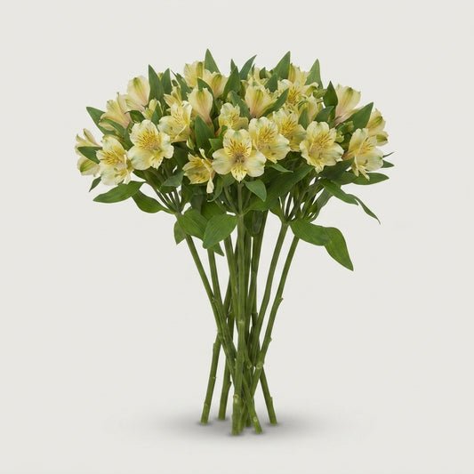 Alstroemeria - Alstroemeria - Fashionista Couture