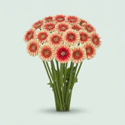 Germini - Gerbera - Hilflobeak