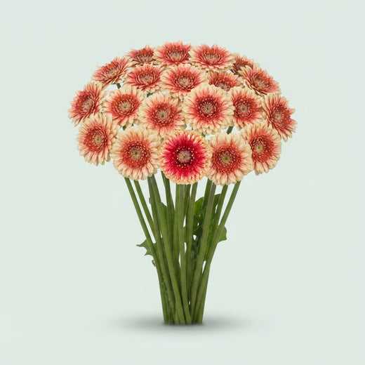 Germini - Gerbera - Hilflobeak