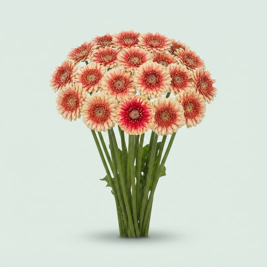 Germini - Gerbera - Hilflobeak