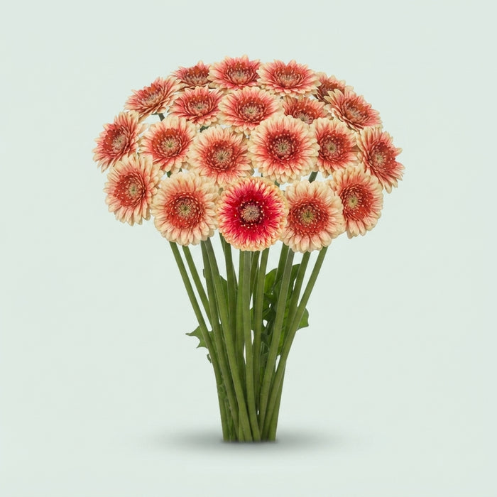 Germini - Gerbera - Hilflobeak