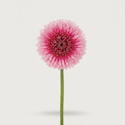 Germini - Gerbera - ChooChoo
