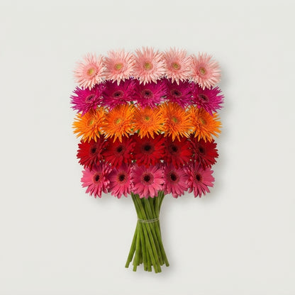Germini - Gerbera - Gemengd op rij