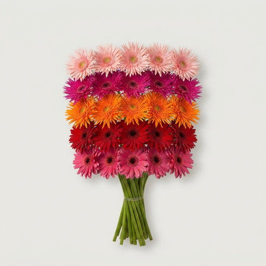 Germini - Gerbera - Gemengd op rij