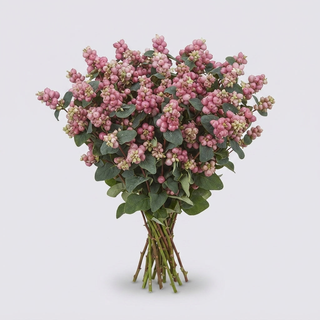Symphoricarpos - Symphoricarpos