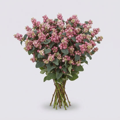 Symphoricarpos - Symphoricarpos