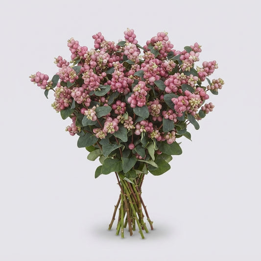 Symphoricarpos - Symphoricarpos