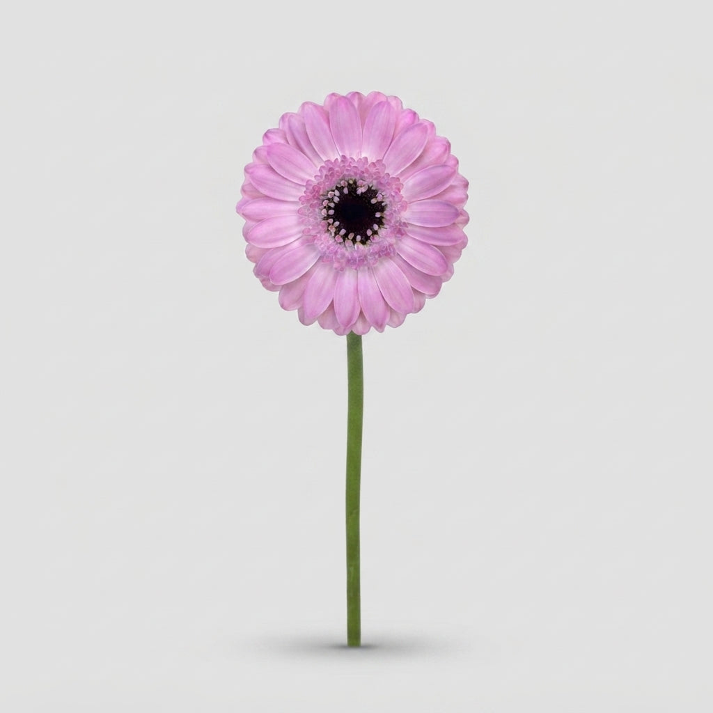 Germini - Gerbera - Bentley