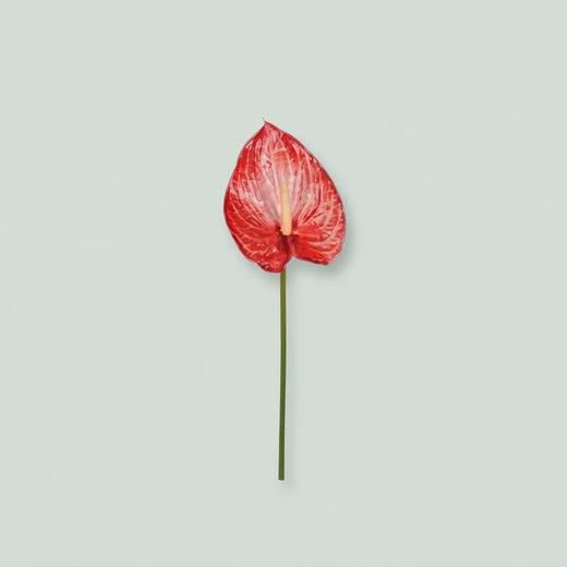 Anthurium - Anthurium - Anthinbom