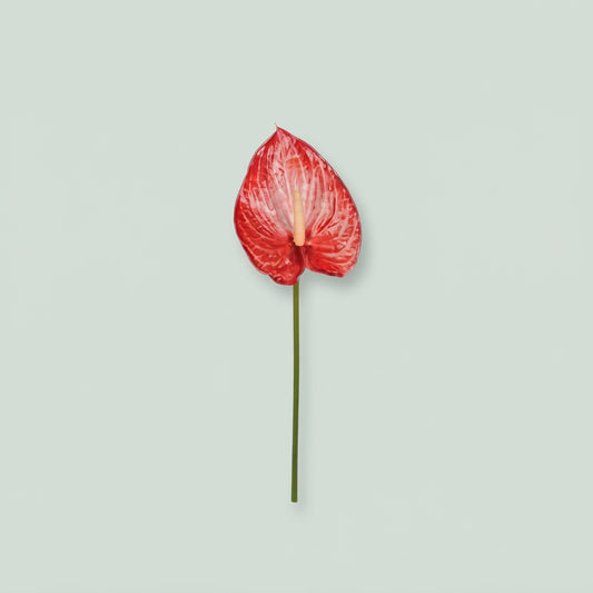 Anthurium - Anthurium - Anthinbom