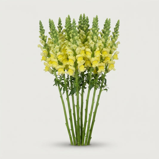 Snapdragon - Antirrhinum majus - Opus Yellow