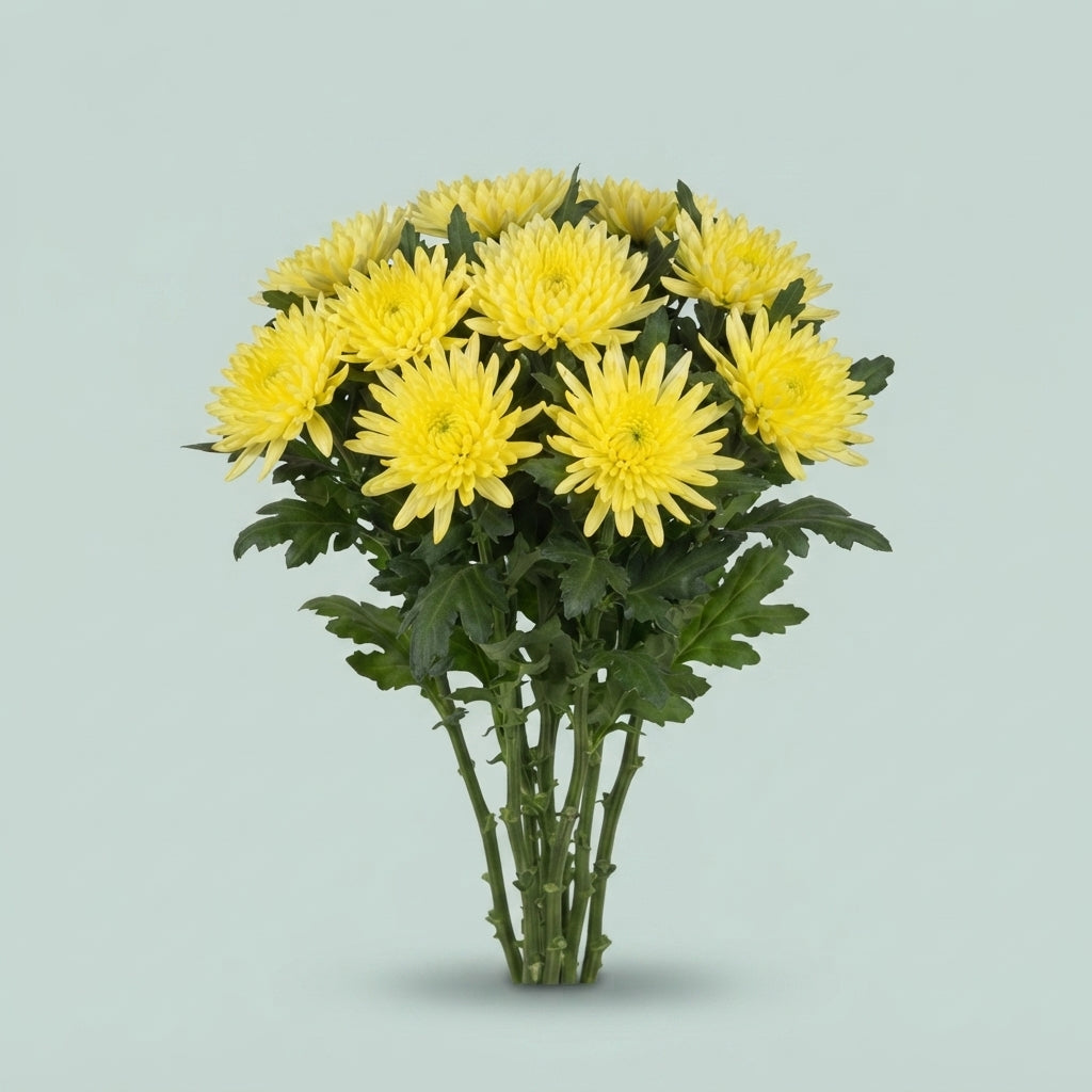 Chrysanthemum - Chrysanthemum (Indicum Grp) - Topspin Yellow