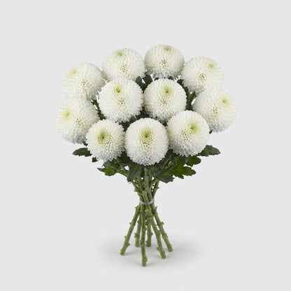 Disbudded Chrysanthemum - Chrysanthemum - SuperBowl