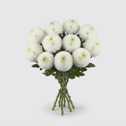 Disbudded Chrysanthemum - Chrysanthemum - SuperBowl
