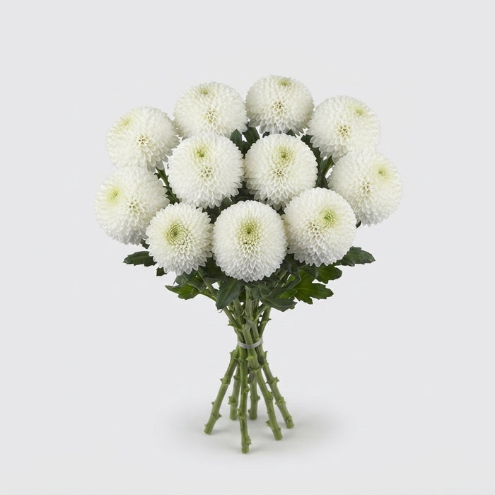 Disbudded Chrysanthemum - Chrysanthemum - SuperBowl