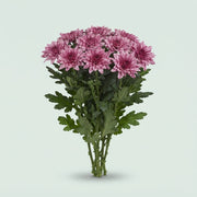 Disbud Chrysanthemum - Chrysanthemum - Dlfpip