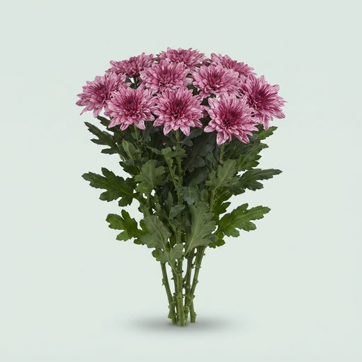 Disbud Chrysanthemum - Chrysanthemum - Dlfpip
