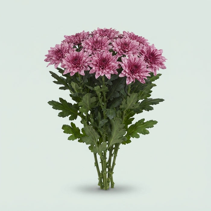 Disbud Chrysanthemum - Chrysanthemum - Dlfpip