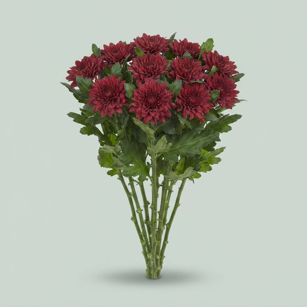 Disbudded Chrysanthemum - Chrysanthemum - Dochrymon