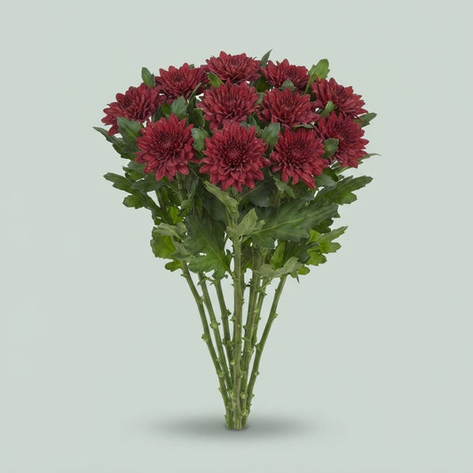 Disbudded Chrysanthemum - Chrysanthemum - Dochrymon