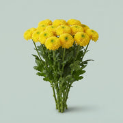 Chrysanthemum - Chrysanthemum (Indicum Grp) - Dochrybra