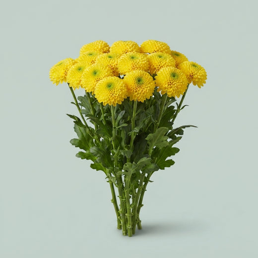 Chrysanthemum - Chrysanthemum (Indicum Grp) - Dochrybra