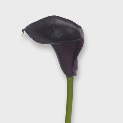 Calla Lily - Zantedeschia - Call Ceara