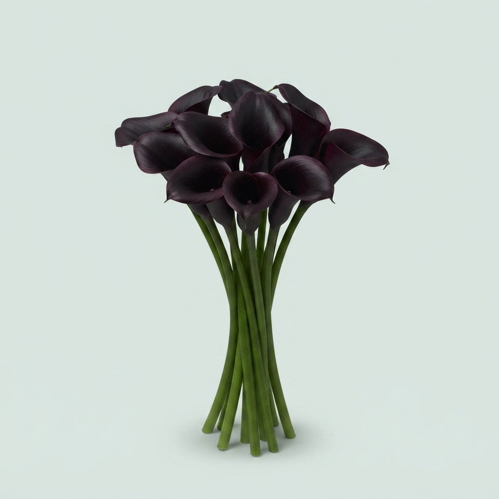 Calla Lily - Zantedeschia - Cantor