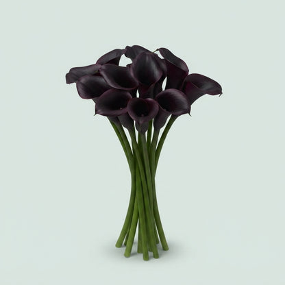 Calla Lily - Zantedeschia - Cantor