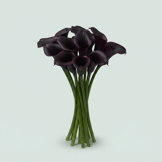 Calla Lily - Zantedeschia - Cantor