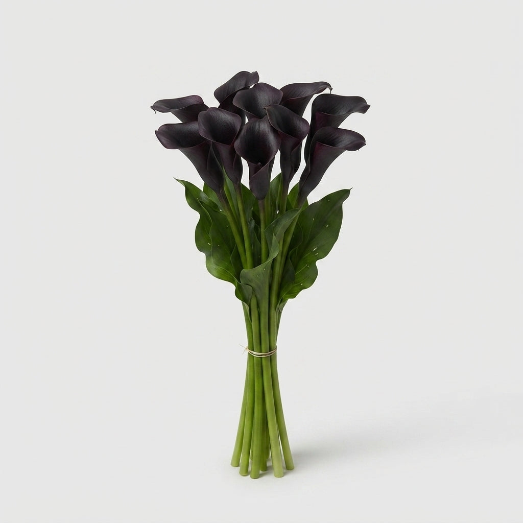 Calla Lily - Zantedeschia - Odessa