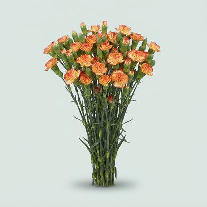 Carnation Spray Carimbo