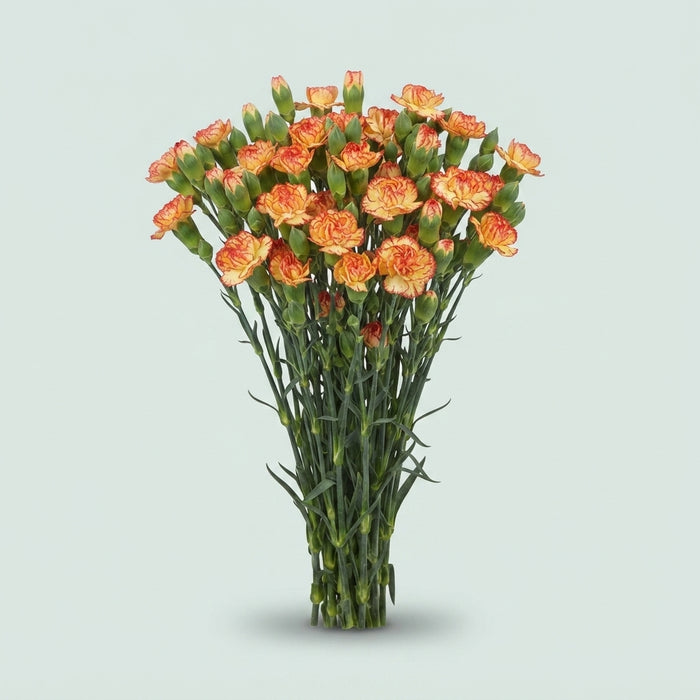 FeedSync:wholesale:f8adeb9966c2d525e1d704dd36804835ad37a0e6