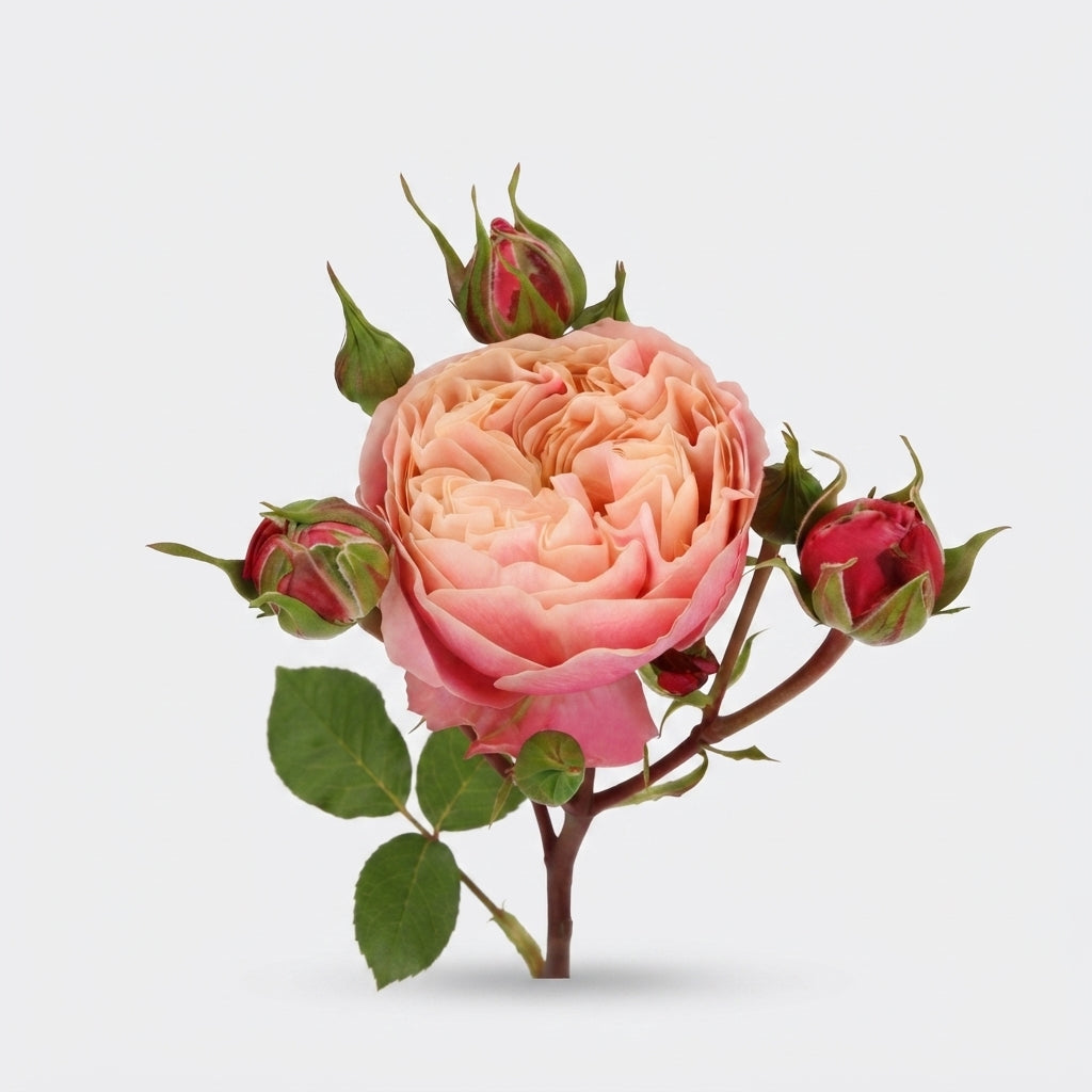 Spray Rose - Rosa - Victorian Classic